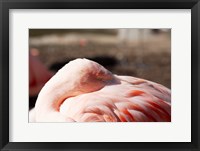 Framed Pink Flamingo Closeup