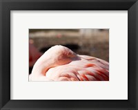 Framed Pink Flamingo Closeup
