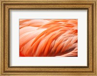 Framed Flamingo Feathers Closeup