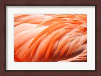 Framed Flamingo Feathers Closeup