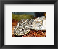 Framed Puff Adder