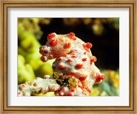 Framed Pygmy Seahorse