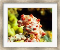 Framed Pygmy Seahorse