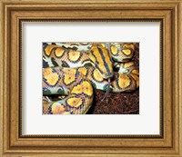 Framed Rainbow Boa