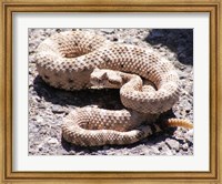 Framed Rattlesnake