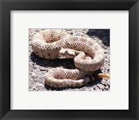 Framed Rattlesnake