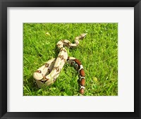 Framed Red Tail Boa Constrictor