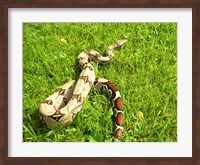 Framed Red Tail Boa Constrictor