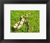 Framed Red Tail Boa Constrictor