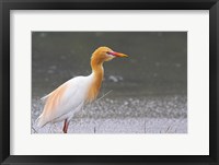 Framed Red-Flush Cattle Egret