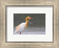 Framed Red-Flush Cattle Egret