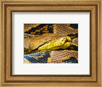 Framed Reticulated Python