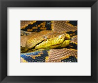 Framed Reticulated Python