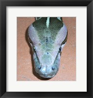 Framed Rock Python Head