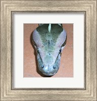 Framed Rock Python Head