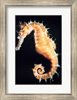 Framed Seahorse In Color