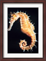 Framed Seahorse In Color