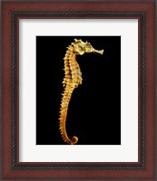 Framed Seahorse Skeleton Macro