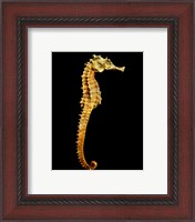Framed Seahorse Skeleton Macro