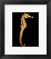 Framed Seahorse Skeleton Macro