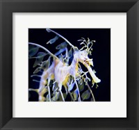 Framed Seahorse Photograph