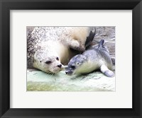 Framed Seals at Antwerp Zoo