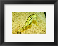 Framed Sea Horse