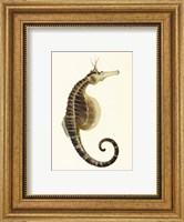 Framed Sketchbook of Fishes, Pot Bellied Seahorse