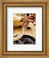 Framed Snake in a Basket