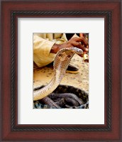 Framed Snake in a Basket