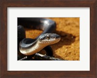 Framed Sunlit Snake