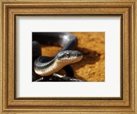 Framed Sunlit Snake