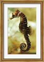 Framed Tan Seahorse