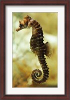 Framed Tan Seahorse