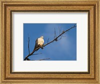 Framed Dove Above