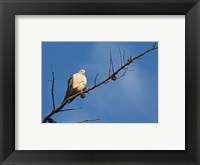 Framed Dove Above
