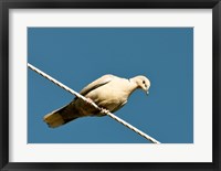 Framed Early Evening Eurasian Collared Dove