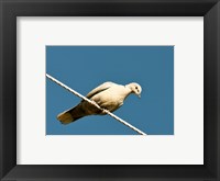 Framed Early Evening Eurasian Collared Dove