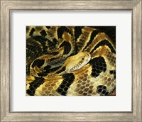 Framed Timber Rattlesnake