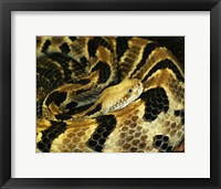 Framed Timber Rattlesnake