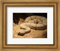 Framed Viper photograph