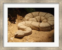 Framed Viper photograph