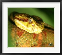 Framed Yellow Eyelash Viper up close