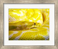 Framed Yellow Python