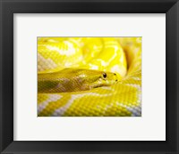 Framed Yellow Python