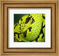 Framed Yellow Blotched Palm Viper