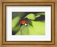 Framed Close-up of a ladybug on a leaf