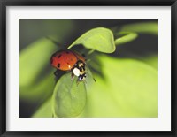 Framed Close-up of a ladybug on a leaf