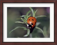 Framed Close-up of a ladybug on leaves