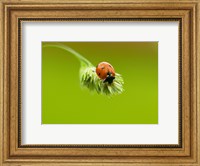 Framed Close-up of a ladybug on a flower
